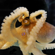 Illustration for article titled First Complete Octopus Genome Will Unlock Cephalopod Secrets